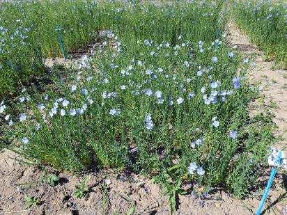 Click for 1 image(s) for this accession.